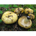 Мицелий Груздя синеющего / Груздь собачий (Lactarius repraesentaneus)